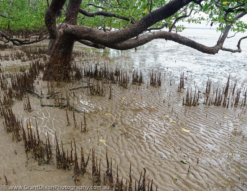 image of Bako mangroves 1