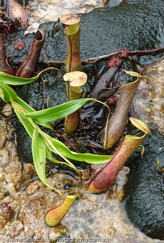 image of Bako pitcher plants