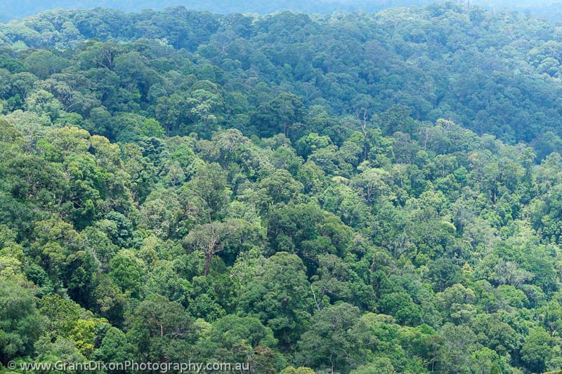 image of Lambir Hills rainforest canopy