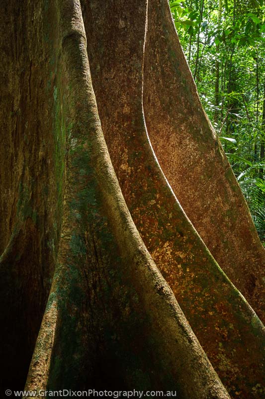 image of Tropical rainforest buttress roots 1