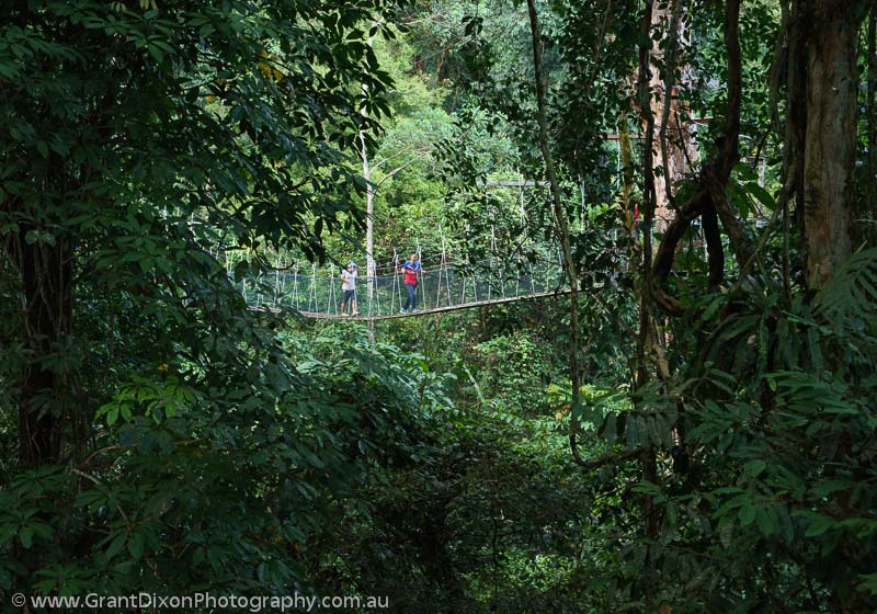 image of Mulu canopy walkway