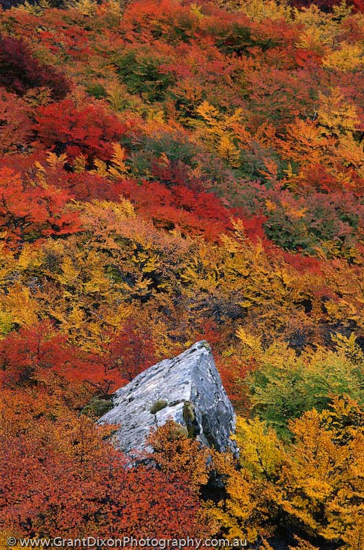 image of Autumn colours