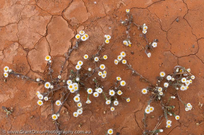 image of Desert daisies
