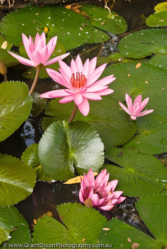 image of Water lilies