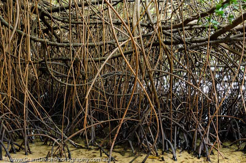 image of Sakao mangrove roots