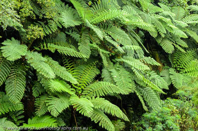 image of Ambrym ferns