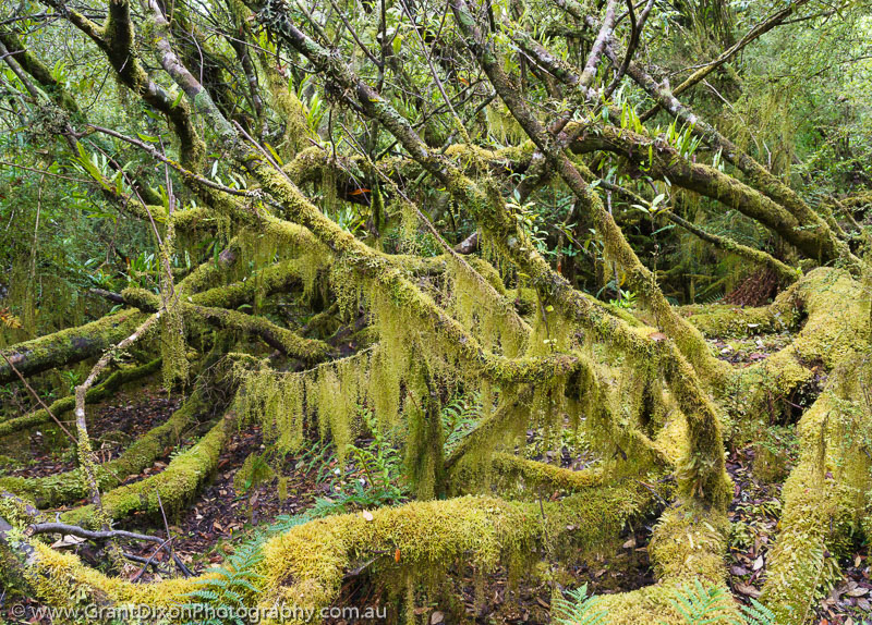 image of Cowrie moss forest
