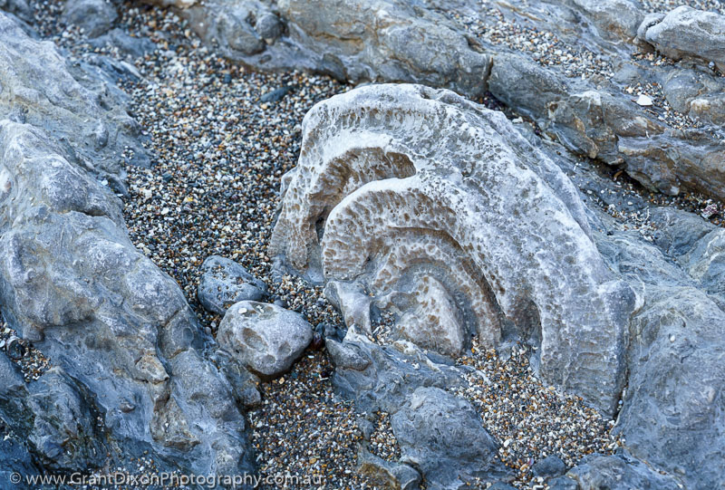 image of Hibbs coral fossil