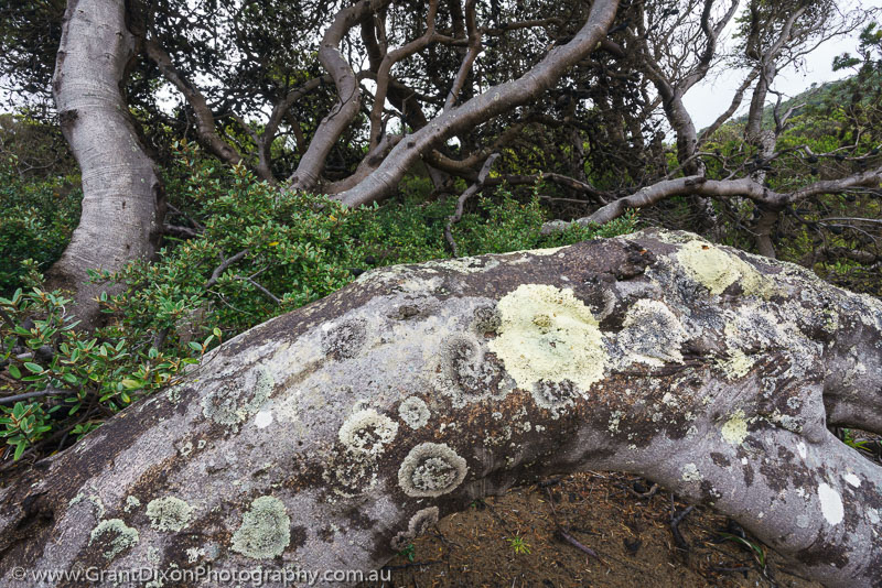 image of Lichens on banksia