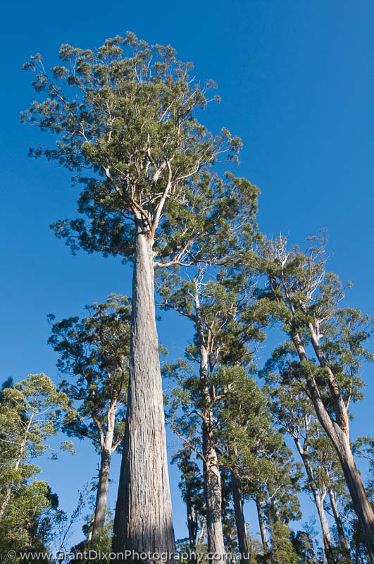 image of Weld tall eucalypt