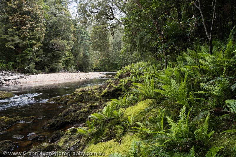 image of Weld riverside ferns