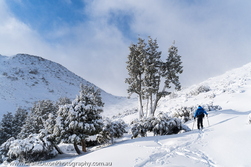 image of Damascus pine & skier