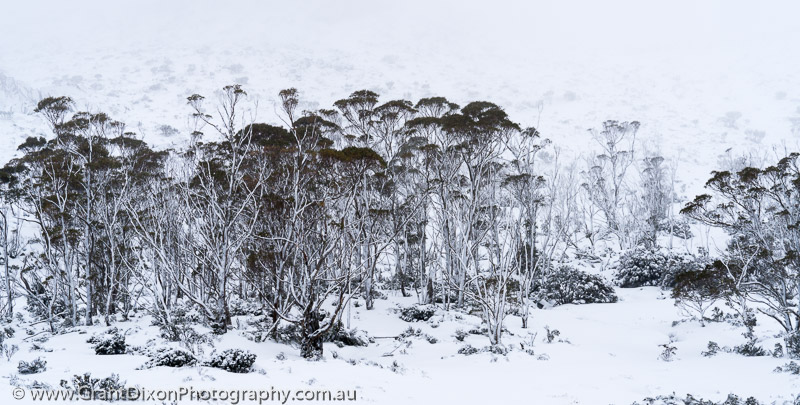 image of Walls snowy alpine woodland 1