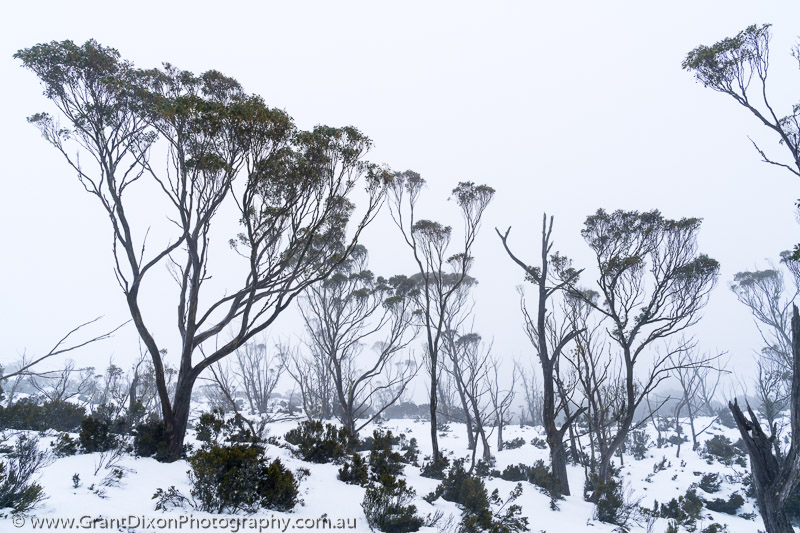 image of Walls snowy alpine woodland 2