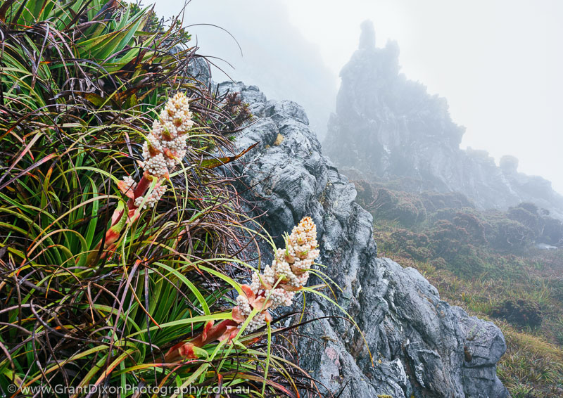 image of Richea alpina pinnacle 1