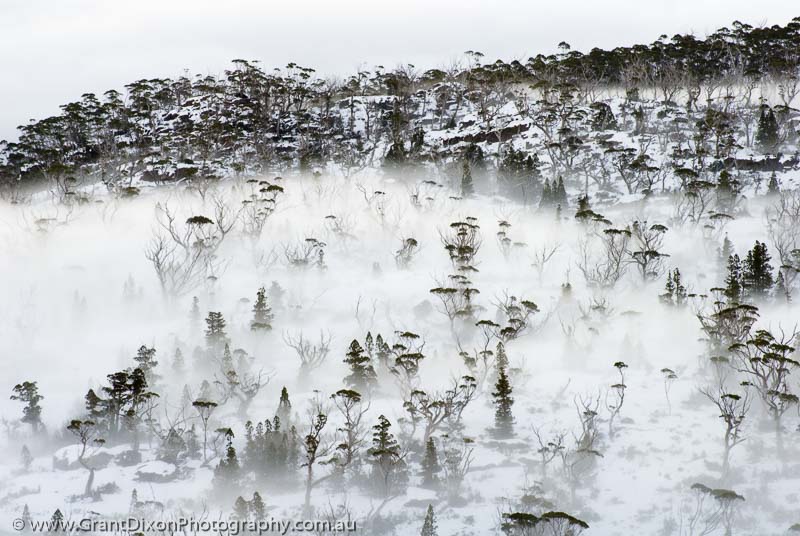 image of Woodland snow and mist