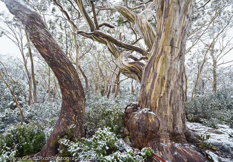 image of Hugel snowy woodland