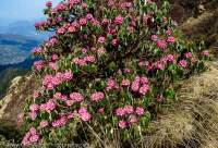 Rhododendron tree in flower, Spring, Annapurna area.