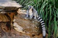 AUSTRALIA, South Australia, Adelaide. Ring-tailed Lemur, Adelaide Zoo.