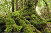 AUSTRALIA, Tasmania, Vale of Belvoir. Mossy roots & trunk of Myrtle beech tree, temperate rainforest.