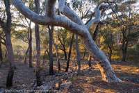 AUSTRALIA, NSW, Southern Tablelands, Morton National Park. Snowgum (Eucalyptus pauciflora) woodland at sunrise, near Wog Wog Creek.