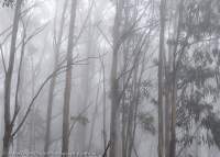 Misty eucalypt forest, Mt Bogong, Alpine National Park, Victoria.