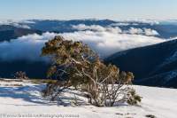 Snowgum, Mt Bogong, Alpine National Park, Victoria.