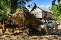 CAMBODIA, Kratie. Cattle eating hay in riverside village, Mekong River.