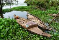 CAMBODIA, Siem Reap, Boats amongst hyacinth, at edge of Tonle Sap lake.