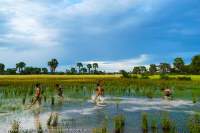 CAMBODIA, Siem Reap area.  Boys playing in rice field.