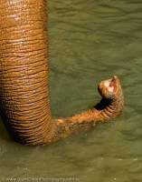 CAMBODIA, Mondulkiri, Sen Monorom. Trunk of rescued, former working elephants, Elephant Valley Project.