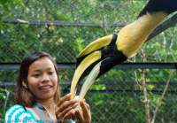Feeding Wreathed Hornbill, Wildlife Release Station, Chi Phat, Cambodia.