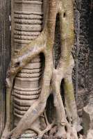 CAMBODIA, Siem Reap, Temples of Angkor. Strangler fig root envelopes stonework at Ta Prohm, temple monastery built in late 12th century.