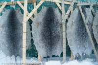 Seal skins stretched for drying in Pangnirtung Inuit village. Seal skins are still used for traditional clothing like mittens and boots.