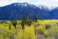 White Pass road, Yukon, Canada