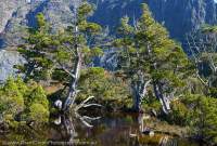 Pecil pines, Cradle Mountain area, Tasmanian Wilderness World Heritage Area