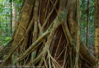 Great Sandy National Park, Sunshine Coast, Queensland.