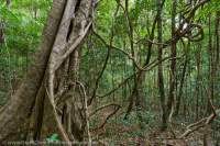 Great Sandy National Park, Sunshine Coast, Queensland.