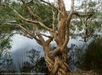 Poona Lake, Great Sandy National Park, Sunshine Coast, Queensland.