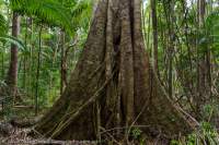 Great Sandy National Park, Sunshine Coast, Queensland.