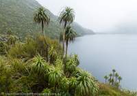 Fiordland grass tree, Museum Range, Fiordland. Museum Range to Kepler Mtns, NZ 2024