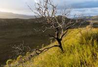 Fire-killed banksia, Davey valley, Southwest National Park, Tasmanian Wilderness World Heritage Area