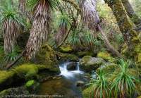 Pine Valley, Du Cane Range, Cradle Mountain - Lk St Clair National Park, Tasmanian Wilderness World Heritage Area.