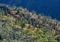 Deciduous Southern Beech (Nothofagus gunnii), Pine Valley, Cradle Mountain - Lake St Clair National Park, Tasmanian Wilderness World Heritage Area.