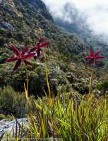 Isophysis tasmanica (endemic alpine lily), Eastern Arthur Range, Southwest National Park, Tasmanian Wilderness World Heritage Area.
