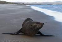 Fur seal, Dolphin Sands beach, East Coast, Tasmania