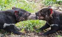 Young Tasmanian devils feeding, east coast, Tasmania