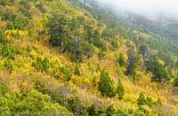 Autumn, Tarn Shelf, Mt Field National Park.