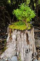 NEW ZEALAND, Fiordland National Park. Shrub on stump, Welcombe Bay, Preservation Inlet.