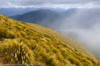 NEW ZEALAND, Fiordland National Park. Snowgrass tops, Dark Cloud Range.